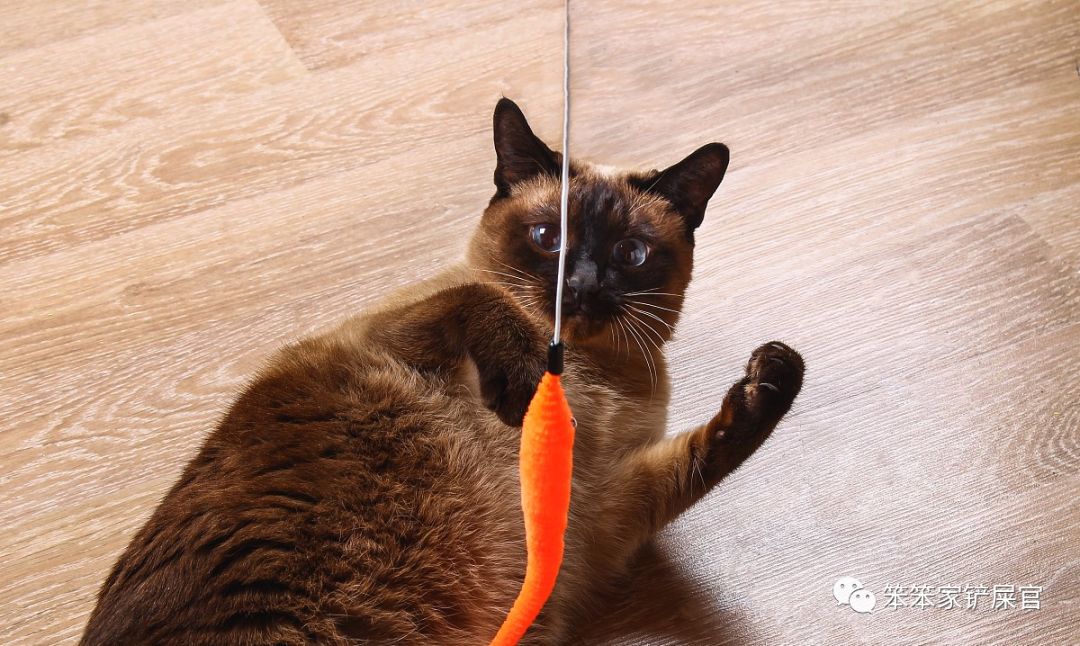 猫咪总喜欢跑酷怎么办,猫咪喜欢到处乱窜怎么回事