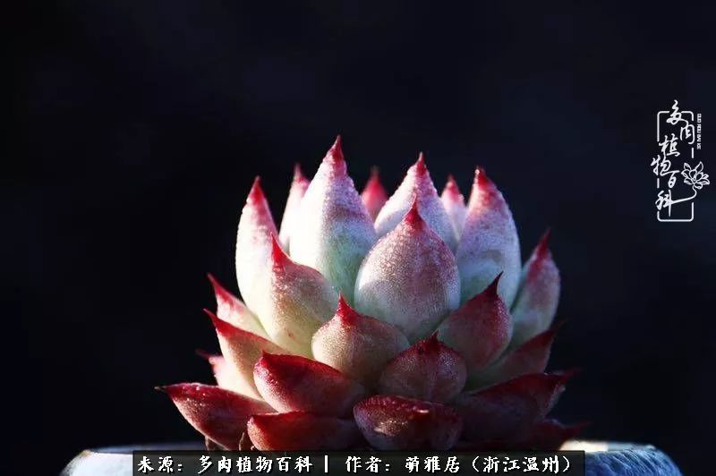 多肉最美的季节已来到,多肉最美的季节来临