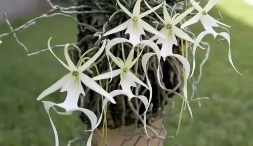 世界十大花卉排行榜名单,世界十大名贵花草