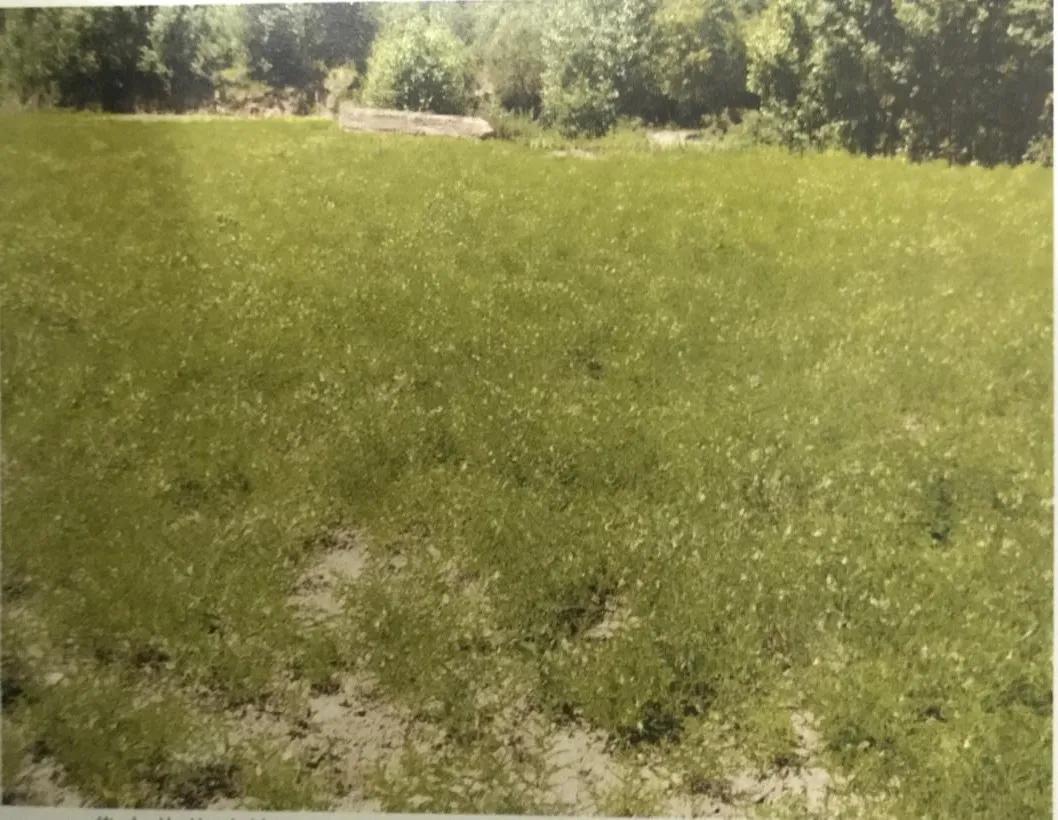 黄芪15克仙鹤草10克泡水喝作用,经常喝黄芪煮水有什么好处