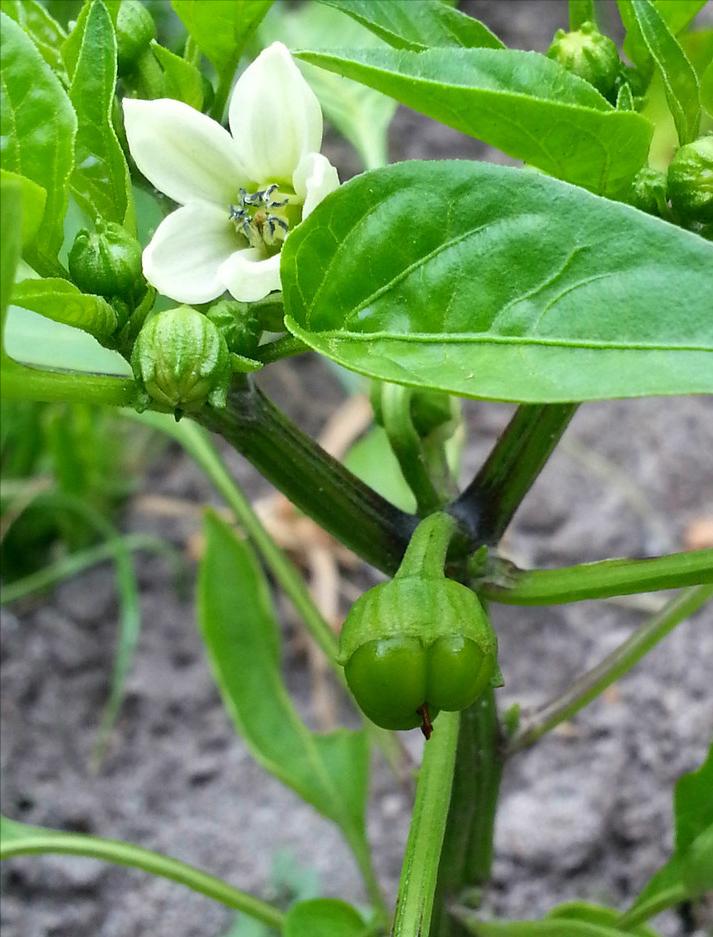 辣椒炭疽病危害叶和果，12种情形容易发病，采取这13项措施防治好