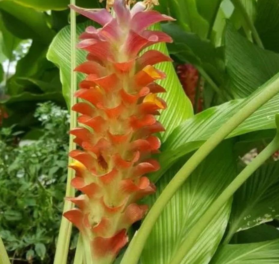 中药各种姜的作用与功效,中药马蹄姜的功效与作用