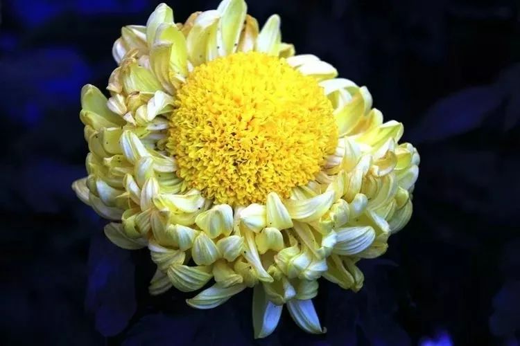 花中四君子菊花,花中四君子菊花的简介