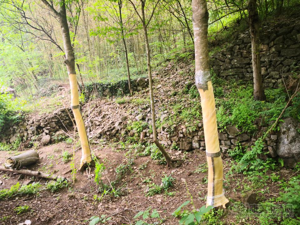 杜仲最新行情,杜仲最新行情多少一公斤