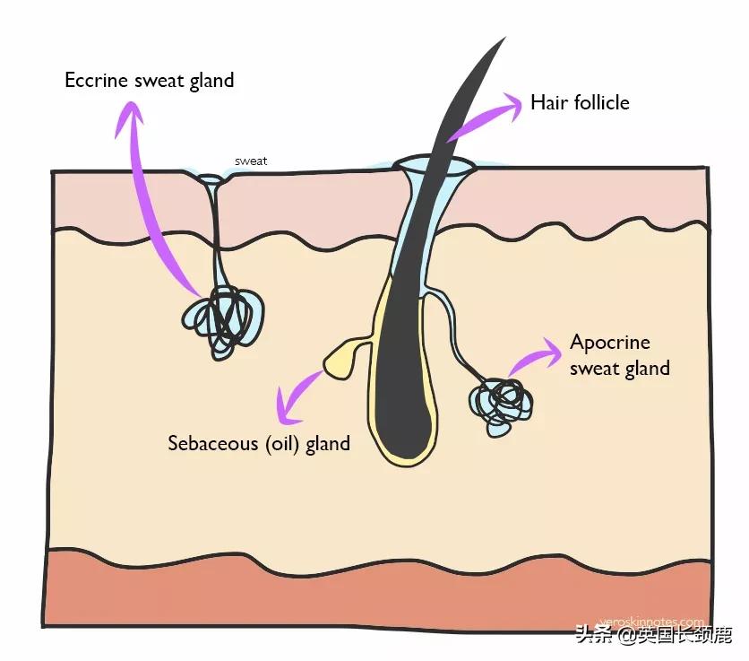 猕猴桃女孩脱毛神器平价,适合猕猴桃女孩的脱毛好物推荐