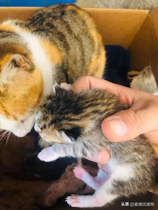 比特犬拉主人去狗窝视频,比特犬被猫养大