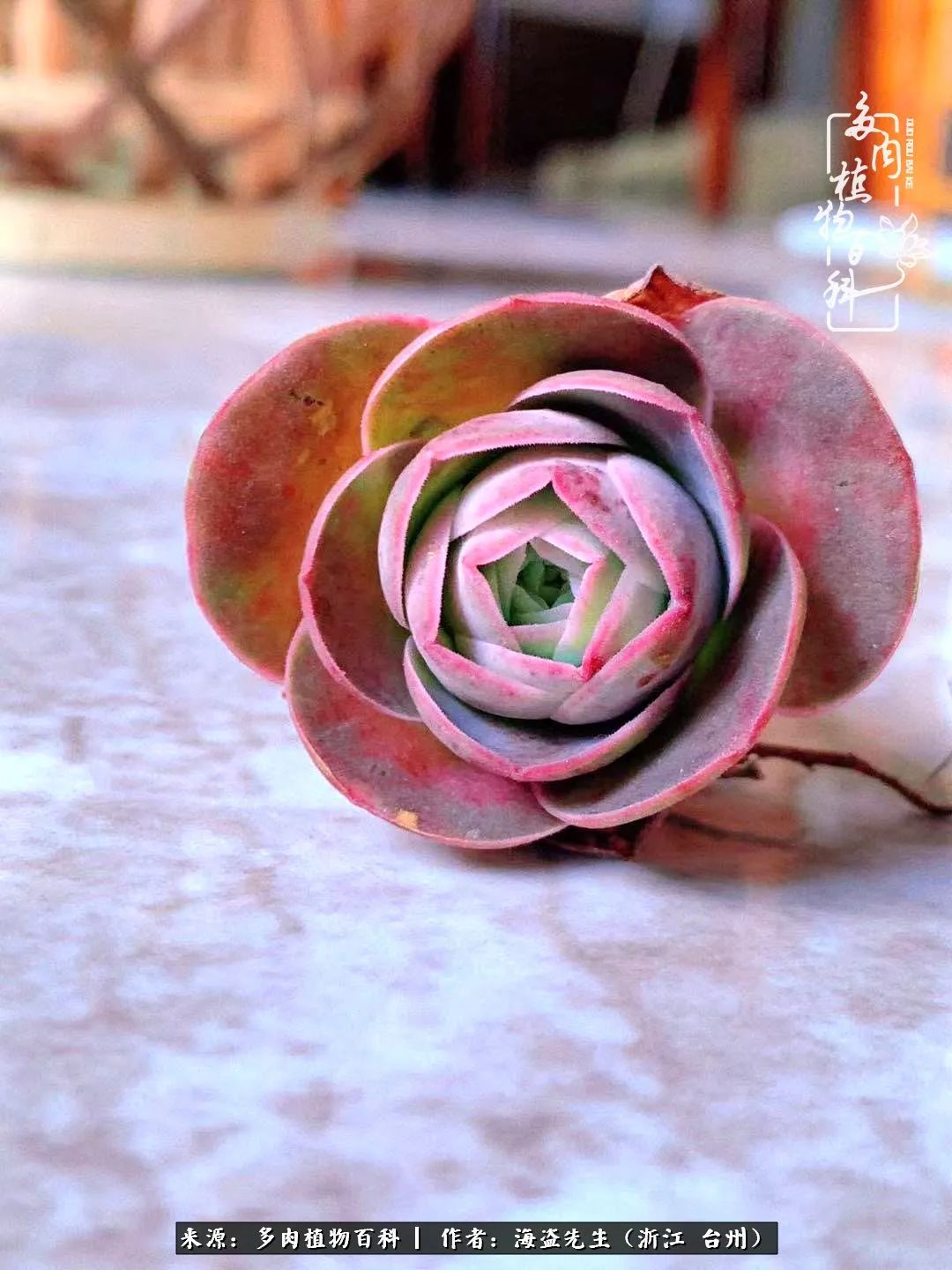 山地玫瑰养护顺口溜,山地玫瑰的养护种植注意事项视频