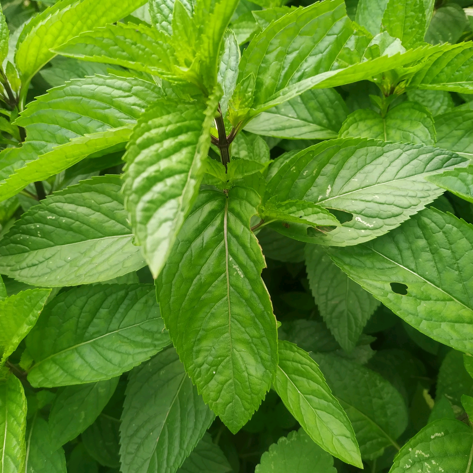 薄荷生长旺盛小技巧,盆栽薄荷有什么效果