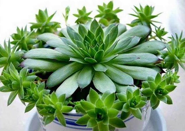 养观音莲用多大的盆,养观音莲能用颗粒土吗