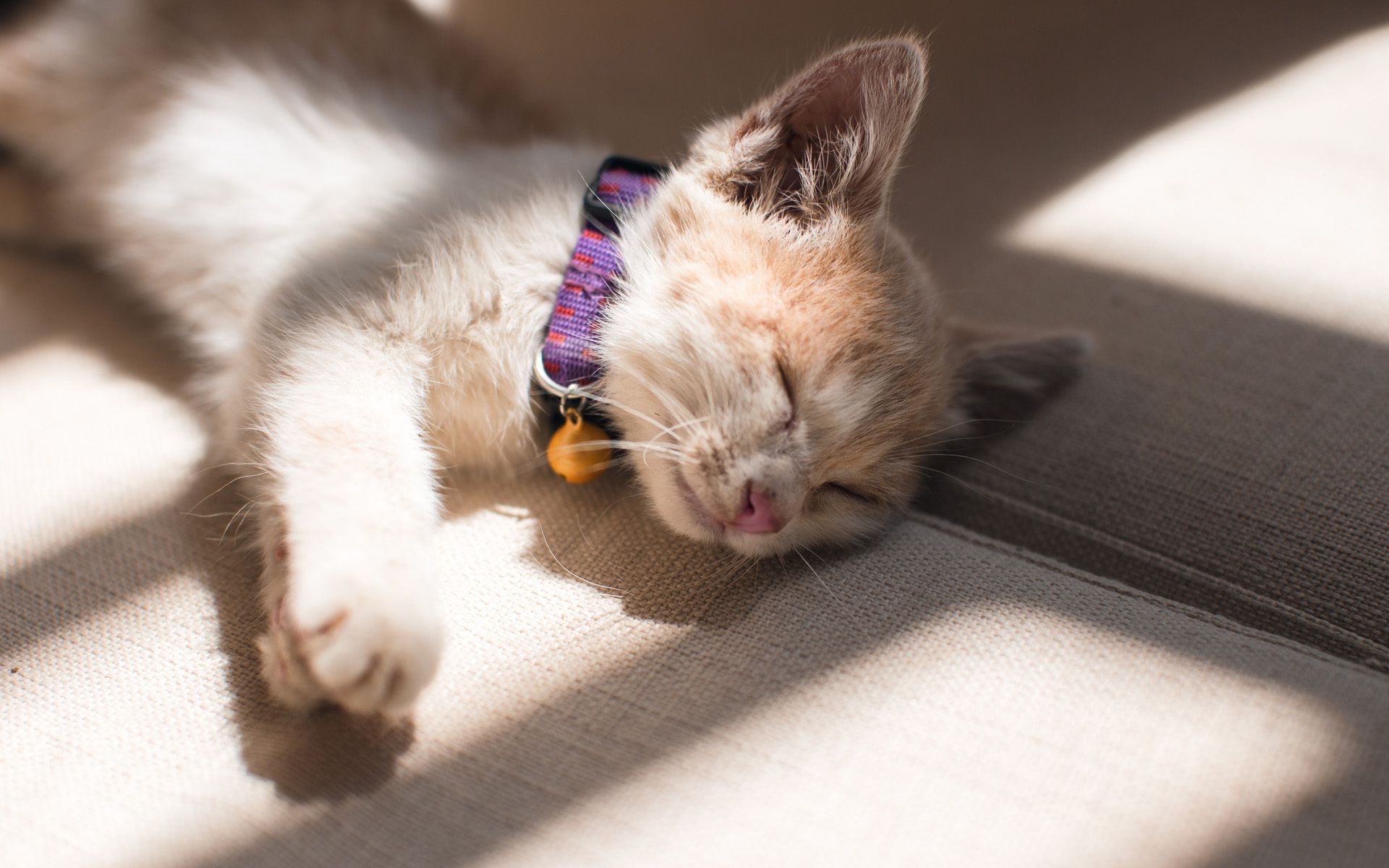 辟谣猫咪不能戴铃铛,辟谣猫咪真的没有九条命