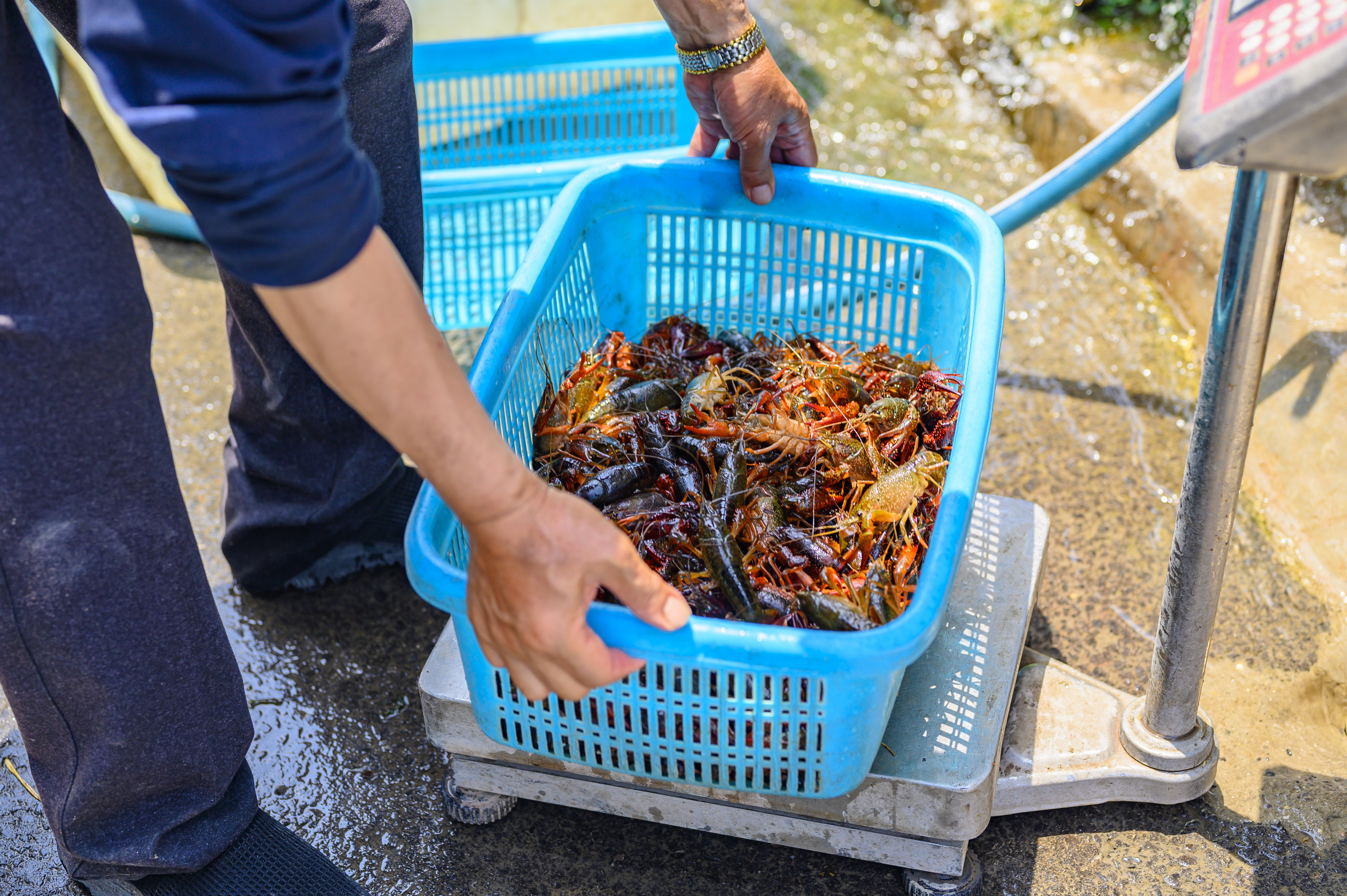 江苏金湖县小龙虾,江苏金湖小龙虾