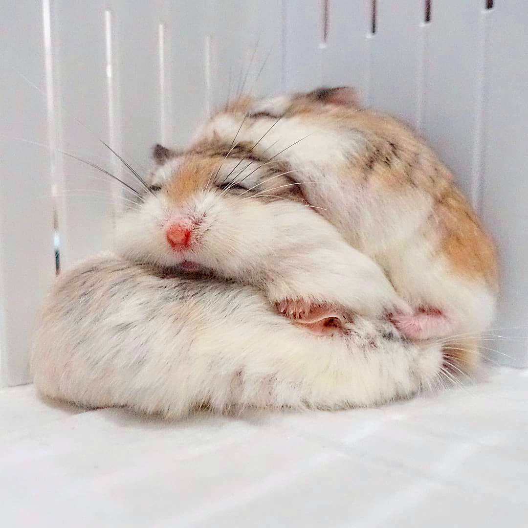 浠撻紶瀵归紶瀹濆疂涓嬫墜,浠撻紶鍜岄紶瀹濆疂鎵撴灦