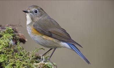 广东常见鸟类图谱和名称图文,东江揽胜鸟类