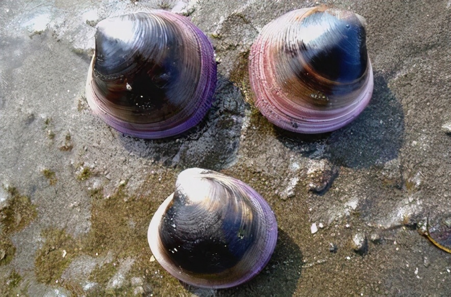 南方人之前喂鸭子的海鲜,现在身价高到不敢吃,西施舌你尝过没?