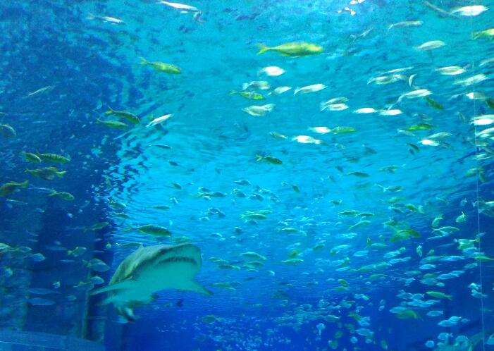 北京海洋馆亲子套票两大一小,北京海洋馆里面的儿童乐园