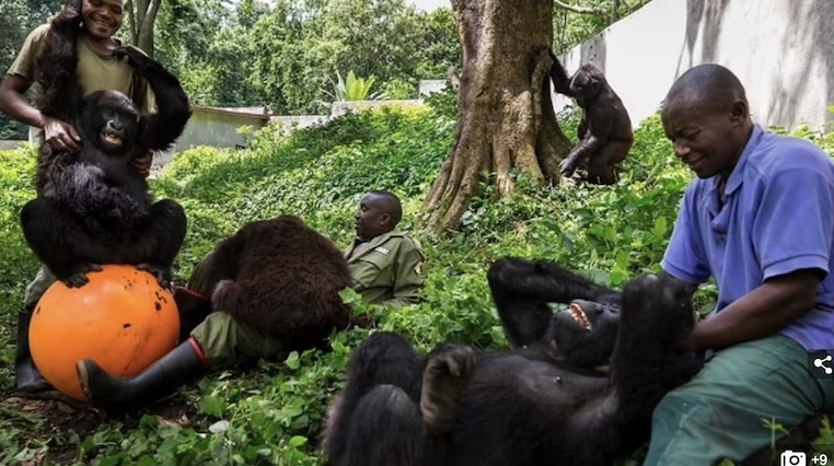 已死亡的著名大猩猩,年龄最大的大猩猩去世