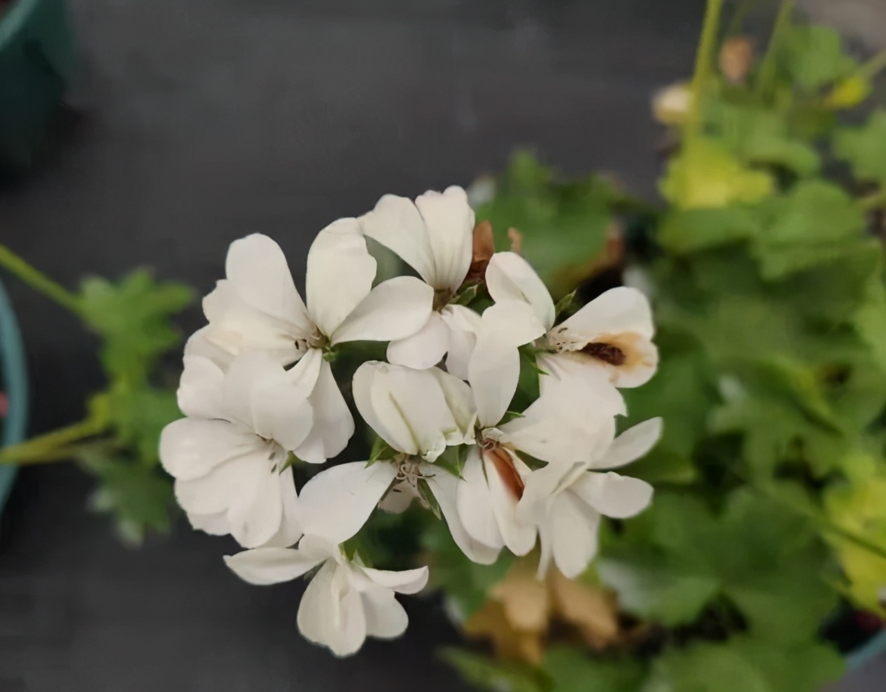 这种花别乱浇水水越多越不开花,这种花不怕冷好养易活
