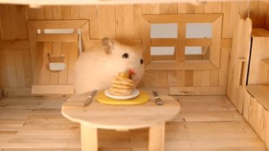 仓鼠的嘴巴到底有多大啊,仓鼠的嘴巴有什么可爱的地方