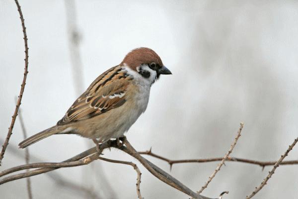 以案释法|诱捕麻雀法不容，抓！