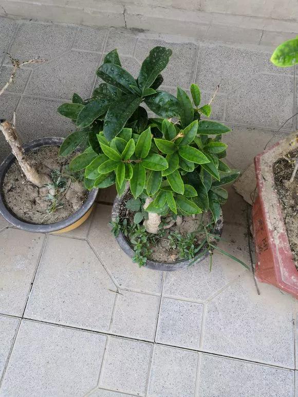 花儿闷根了怎么办,花儿栽上一天就蔫了怎么养护