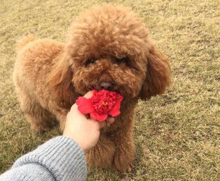 泰迪多大可以不用泡狗粮，几个月开始吃干的
