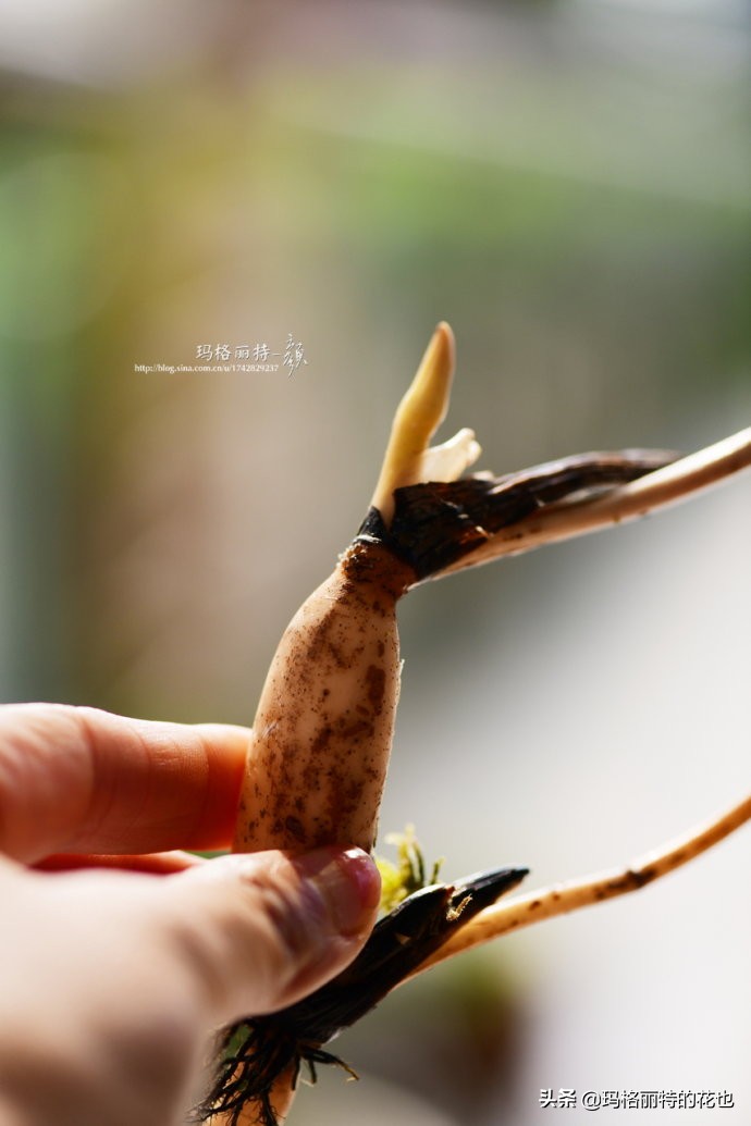 我的碗莲种子,碗莲的种植方法新手必看