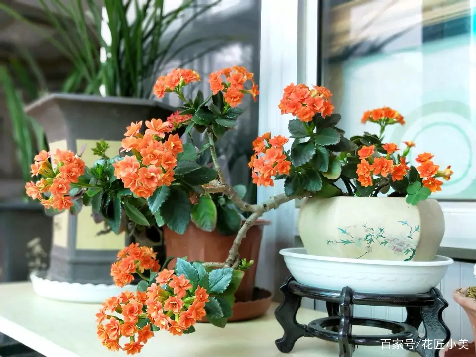 长寿花不好养怎么回事,长寿花一般怎么养才好