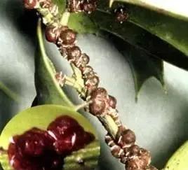 柑橘病虫害最新防治技术,柑橘病虫害详解视频教程