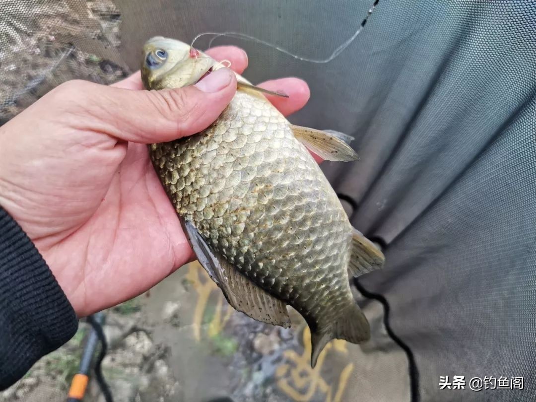 野钓如何才能钓到大鱼,新手野钓怎么钓才能钓到鱼