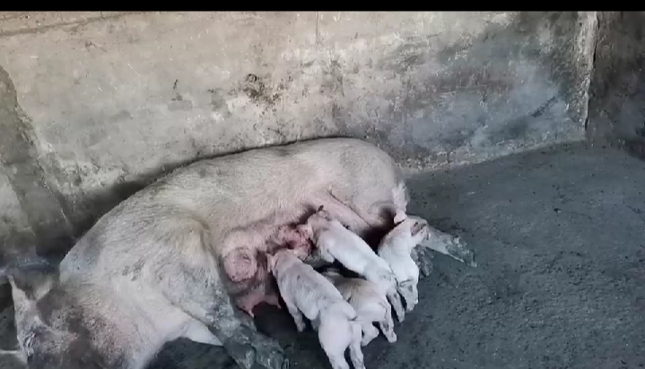 养殖母猪怎么样,母猪配完种怎么喂养仔猪多