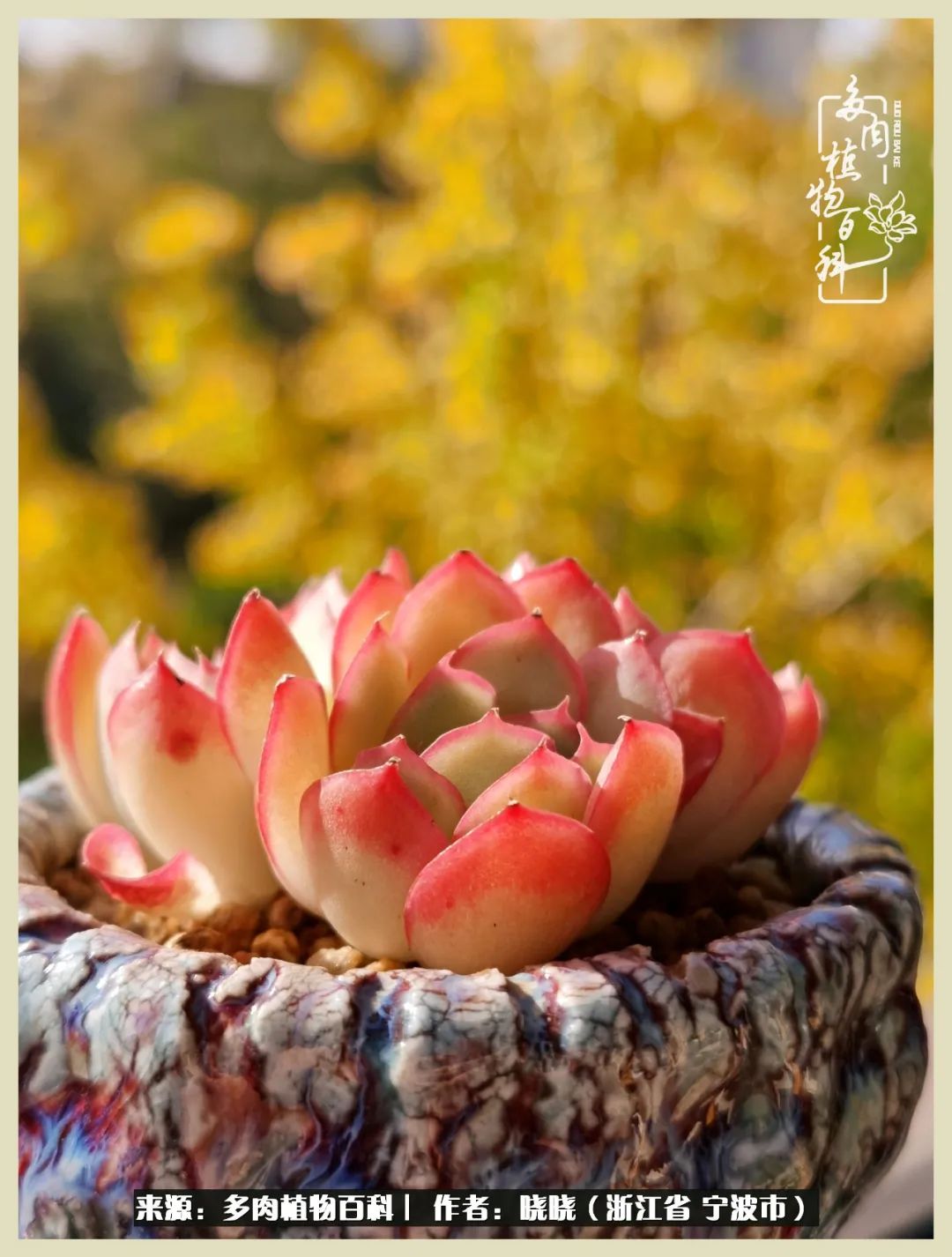 对多肉的热爱深入骨髓,当激情退却希望你依然保持热爱