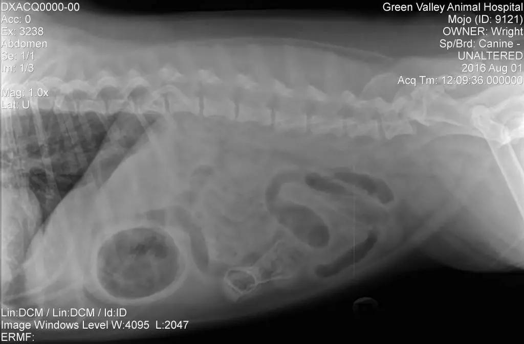 猫咪挑食纠正过来后还能喂零食吗,猫咪出现挑食情况铲屎官怎么办