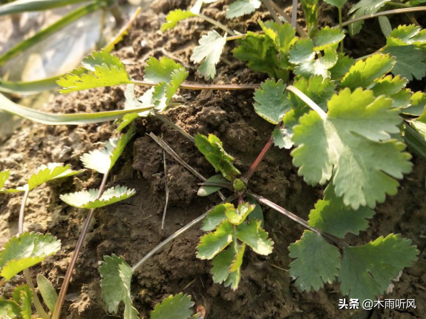 香菜发紫怎么回事,香菜叶子有斑点发黄怎么办