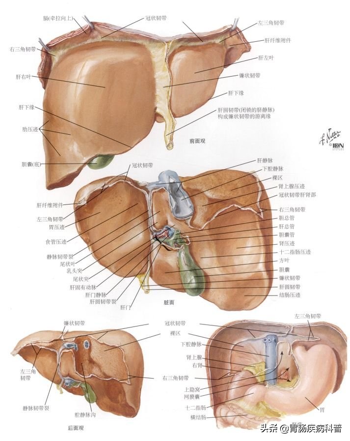 消化系统内镜解剖与诊断图谱,解剖消化系统重点试题