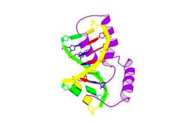 双性人是怎么形成的原因是什么,双性人是哪两种生殖系统