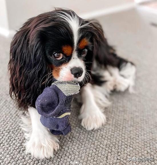 不喂狗会复位吗,不喂狗的下场