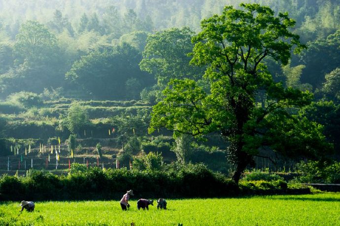 乡情散文田野情怀,最美乡村乡情散文