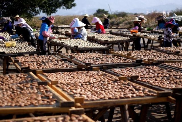 海贝海鲜干货,海货干货吃法