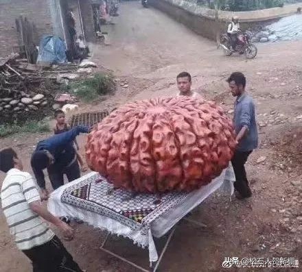 半个手掌大的金刚，一颗值500美元？