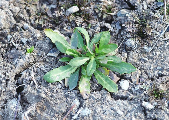 清明植物图鉴,清明时有什么植物和动物
