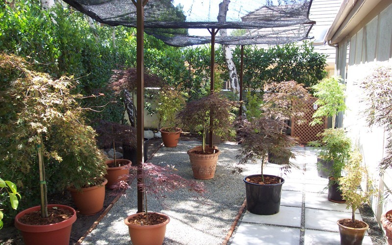 枫树叶子尖发黑枯萎像烧焦怎么治,枫树叶子干枯怎么处理