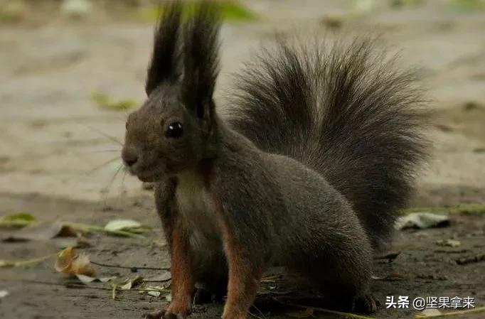 养一只松鼠做宠物是什么样的体验？