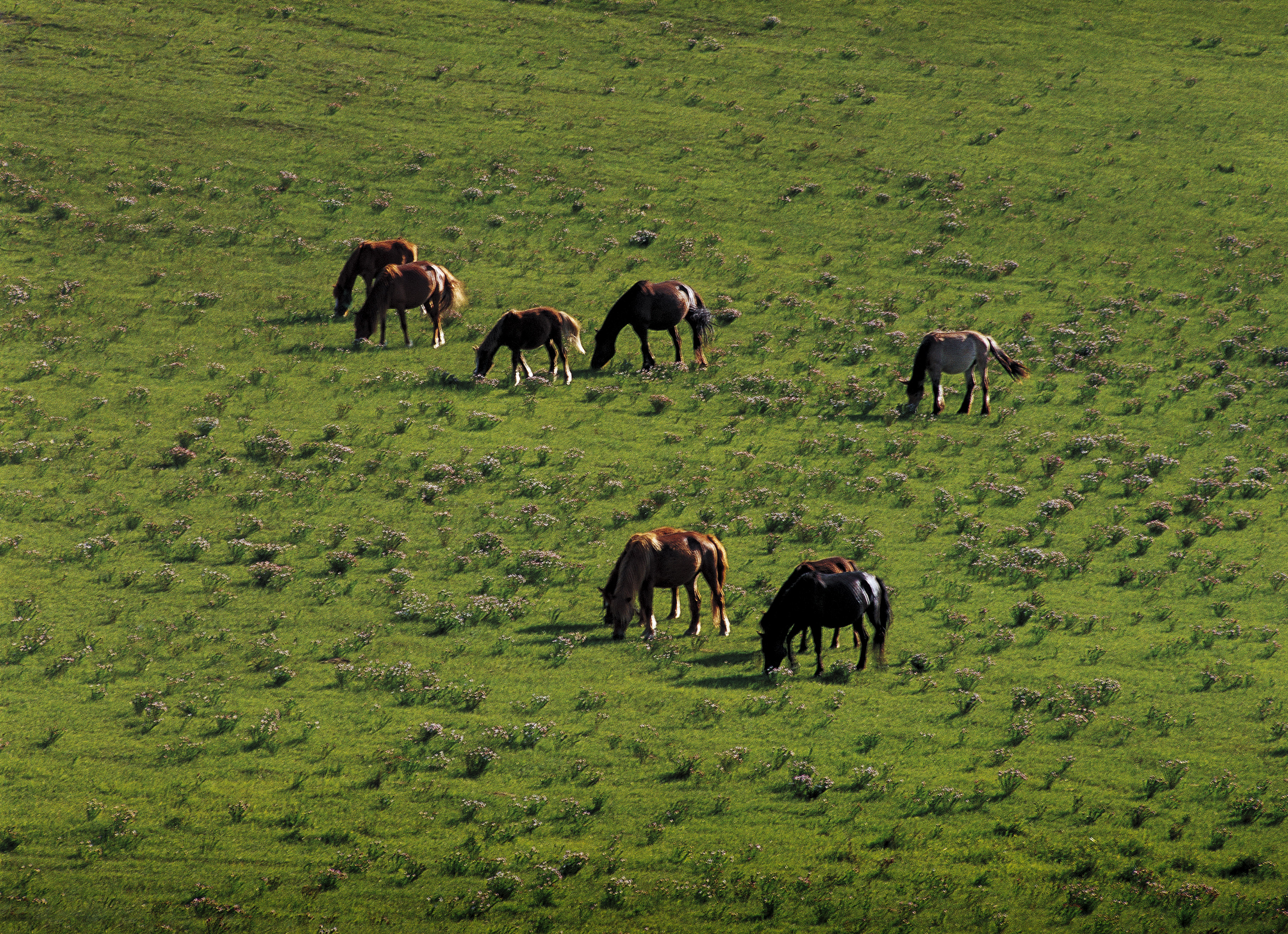 大美坝上草原全景,大美坝上风光系列之一