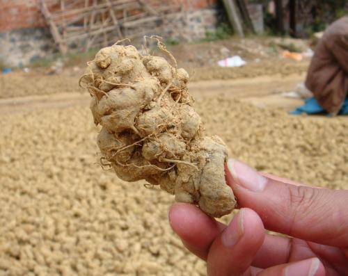 三七植物病虫害图谱,文山三七病虫害防治课件