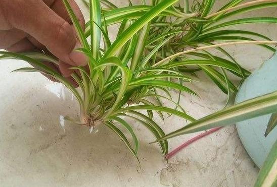 怎么把金边吊兰养得又矮又壮,金边吊兰爆盆了怎么养护