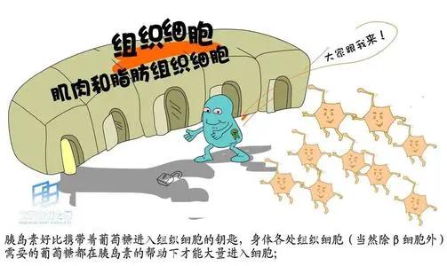 早碳水午蛋白晚维生素能减肥吗,减肥期间碳水蛋白质维生素的比例