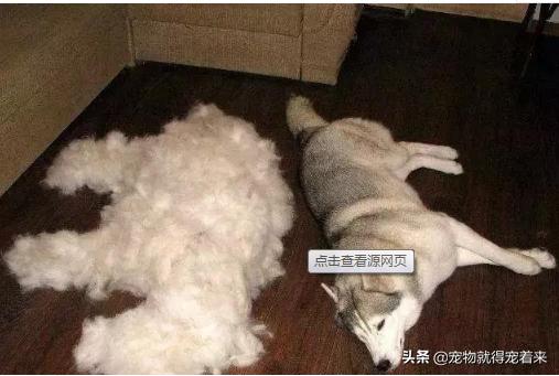 不掉毛的狗狗,狗狗掉毛季节是哪几月