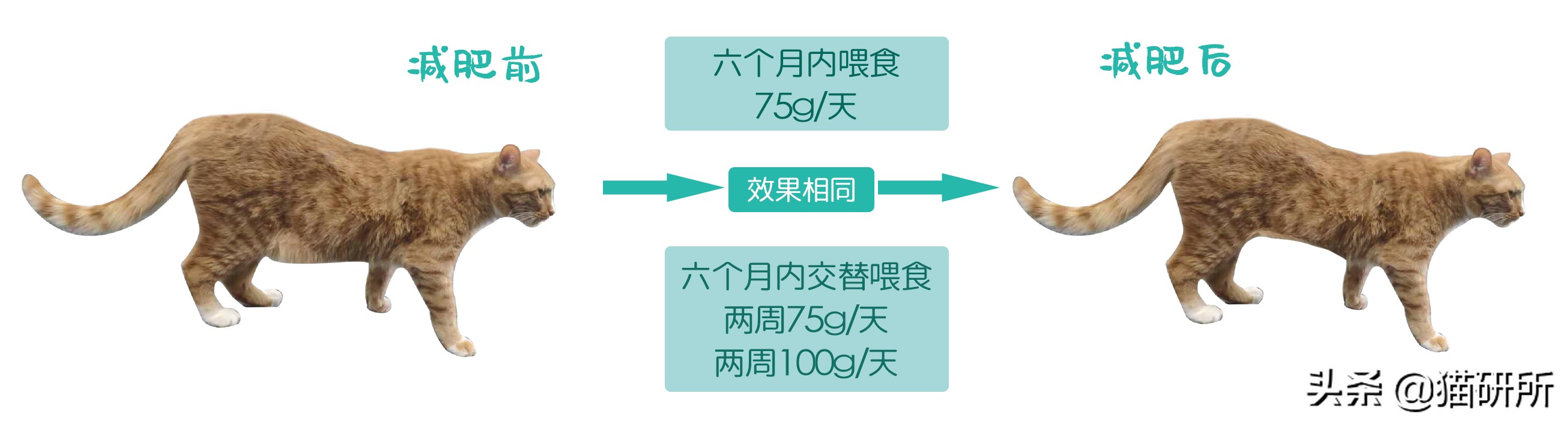 幼猫猫咪的体重多少才是正常体重,猫咪肥胖标准图