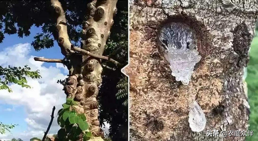 雪燕是什么做的,雪燕的最佳做法