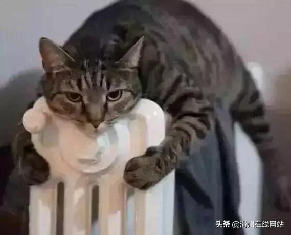 滑县首个集中供暖小区这里温度飙升20℃！热嘞慌